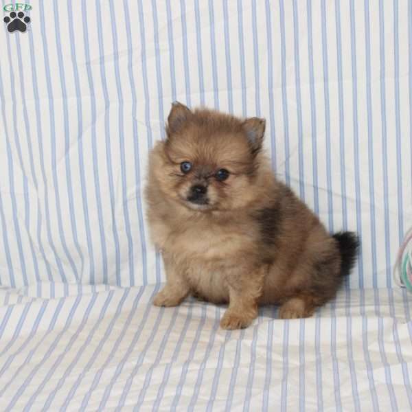 Omar, Pomeranian Puppy
